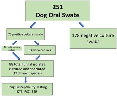 Fungal diversity and drug susceptibility of the oral mycobiome of domestic dogs